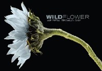 Wildflower 250X157